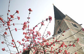 Heimat, Kultur und Geschichte
