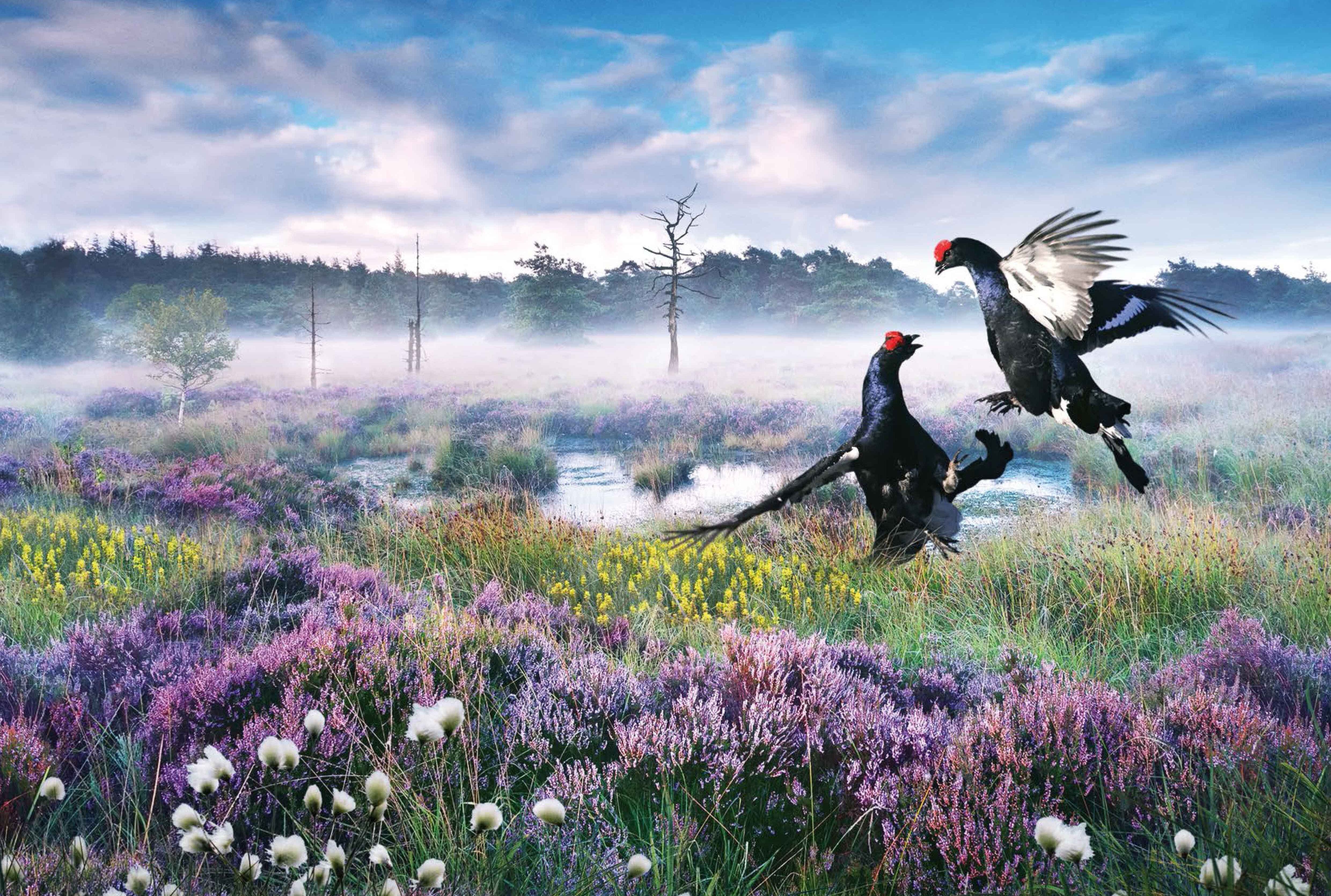 Magie der Moore - Filmabend mit Jan Haft 14.04.2026