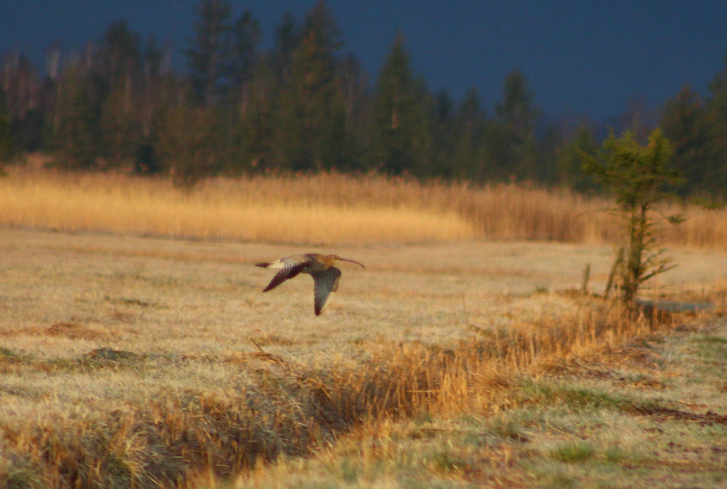Vorösterliche Wanderung durchs Murnauer Moos 04.04.2026