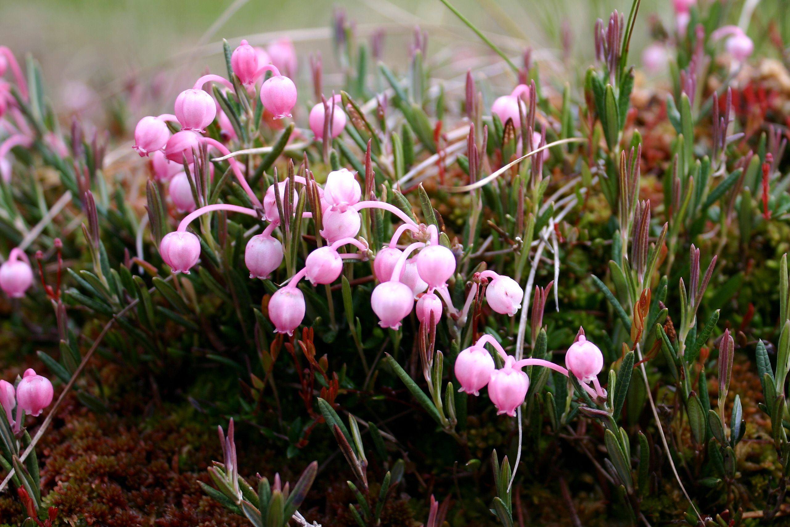 Zauber des Moores gegen den Artenschwund 31.05.2026
