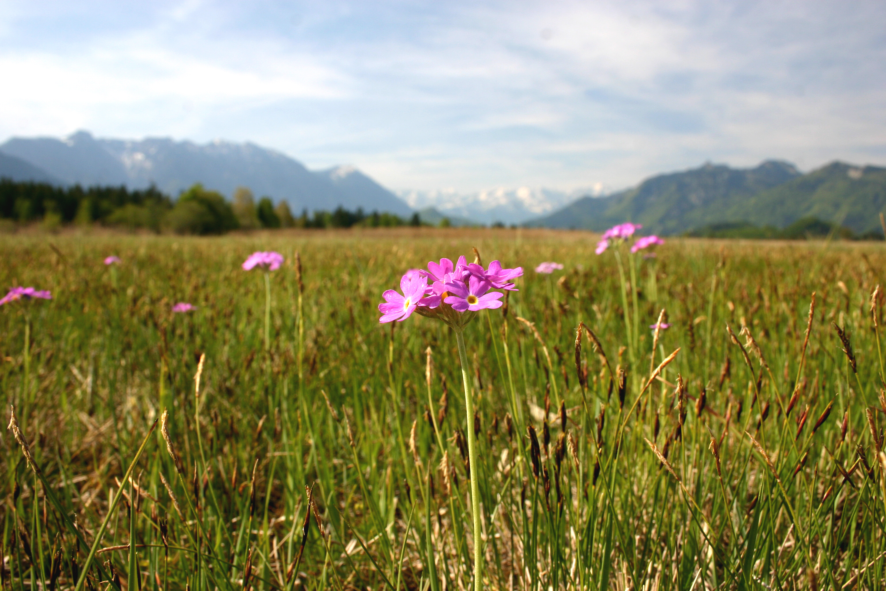 Pilgern durchs Murnauer Moos 03.05.2025