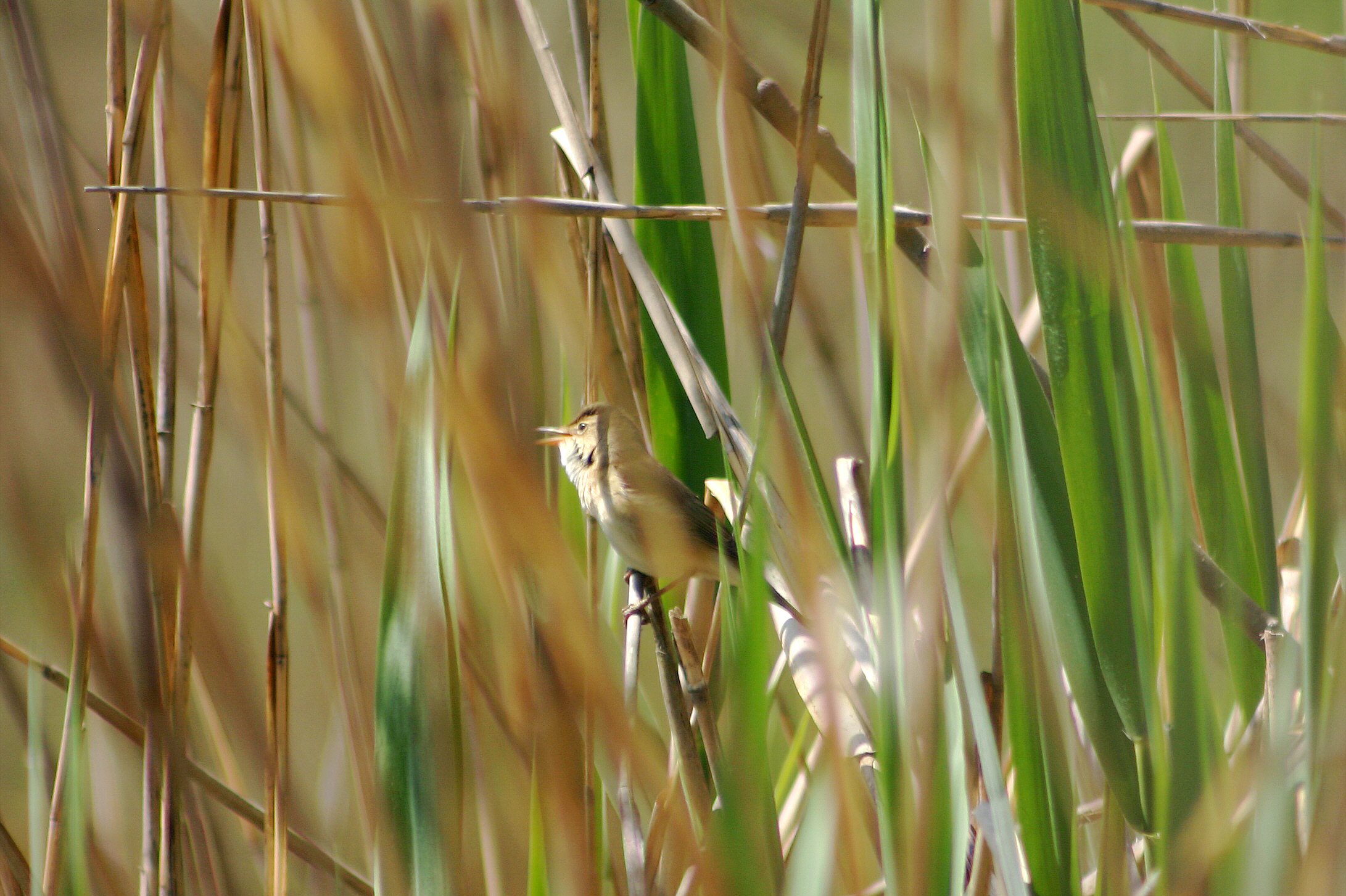 Moor erleben – entdecken, verstehen, handeln 25.06.2025